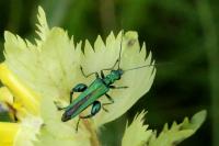 Oedemera nobilis