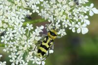 Chlorophorus varius