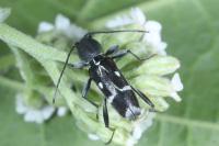 Chlorophorus sartor
