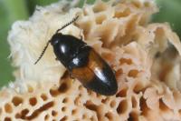 Drapetes mordelloides