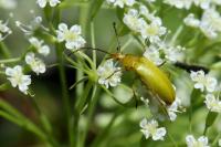 Cteniopus sulphureus