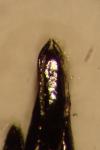 Paederidus rubrothoracicus