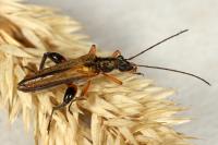 Oedemera podagrariae