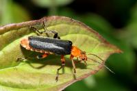 Cantharis livida