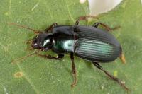 Harpalus honestus