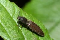 Athous haemorrhoidalis