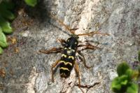 Plagionotus arcuatus