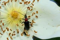 Dinoptera collaris
