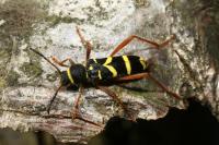 Clytus arietis