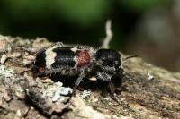 Clerus mutillarius