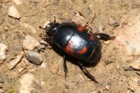 Hister quadrimaculatus