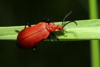 Pyrochroa serraticornis