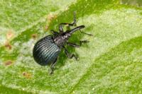 Holotrichapion pisi