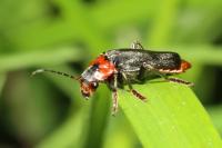 Cantharis fusca