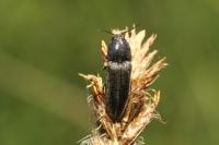 Cidnopus pilosus