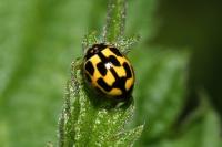 Propylea quatuordecimpunctata
