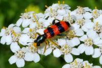 Trichodes apiarius
