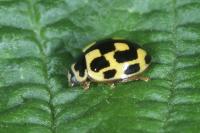 Propylea quatuordecimpunctata