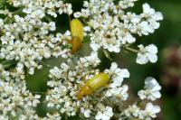Cteniopus sulphureus