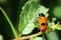 Clytra laeviuscula