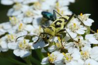 Chlorophorus varius