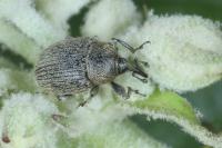 Rhinusa tetra