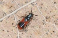 Anthocomus equestris