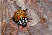 Anatis ocellata