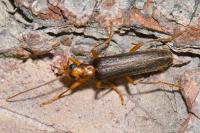 Nacerdes carniolica