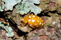 Halyzia sedecimguttata
