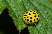 Psyllobora vigintiduopunctata