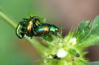 Chrysolina fastuosa