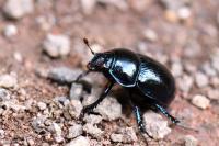 Anoplotrupes stercorosus