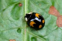 Harmonia axyridis