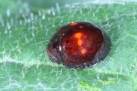 Chilocorus bipustulatus