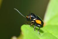 Cryptocephalus moraei