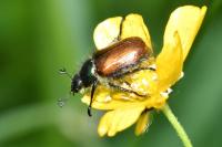 Phyllopertha horticola