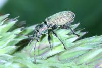 Phyllobius pomaceus