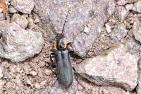 Cantharis obscura