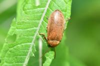 Dascillus cervinus
