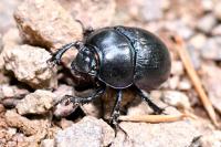 Anoplotrupes stercorosus