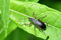 Phyllobius glaucus