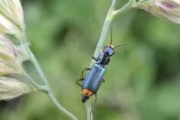 Clanoptilus elegans