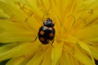 Coccinula quatuordecimpustulata