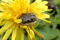 Oxythyrea funesta