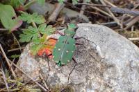 Cicindela campestris