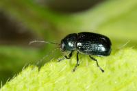 Cryptocephalus parvulus