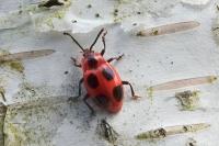Endomychus coccineus