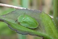 Cassida viridis