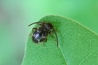 Ptinus rufipes